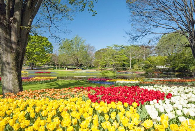 🌳 쇼와의 숲(쇼와노모리) 이미지 7